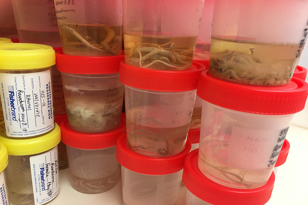 Tapeworm specimens in the lab. Photo by Joy Wu. 